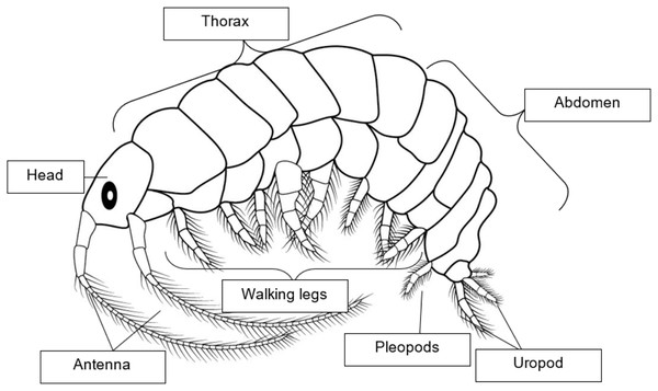 Morphological diagram of adult Amphipods.