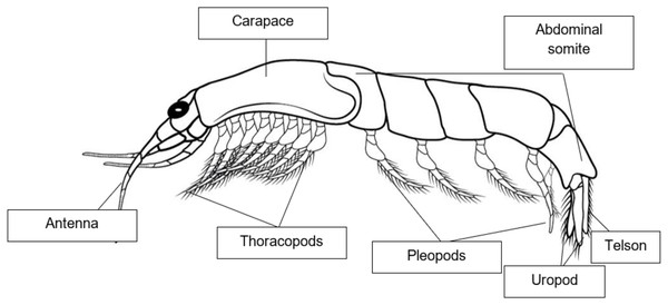 Morphological diagram of adult Mysids.