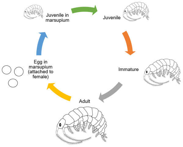 General life cycle of Amphipods (modified from Birmingham et al., 2005).