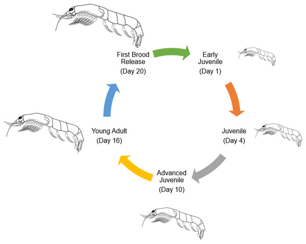 General life cycle of Mysids (modified from McKenney, 2005).