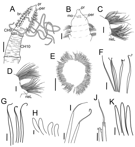 Heterospio variabilis sp nov.