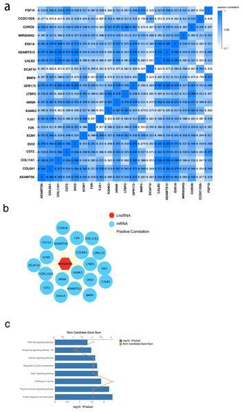 The correlation between MIR503HG and 3988 mRNA expression levels in the DEGs between the CRC tissue and PCT.