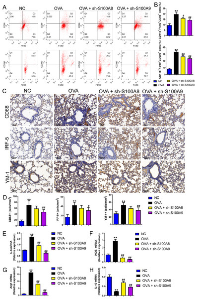 S100A8/9 knockdown suppressed macrophage polarization in ovalbumin-sensitized and challenged mice.