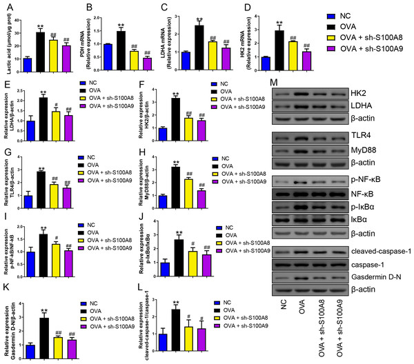 S100A8/9 knockdown inhibited glycolysis in ovalbumin-sensitized and challenged mouse lung tissue.