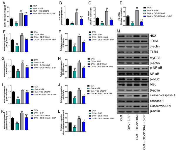 S100A9 overexpression inhibited glycolysis in ovalbumin-sensitized mouse lung tissue.