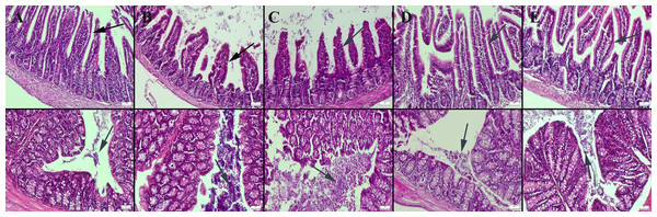 Histopathological examination findings of ileums (upper row) and colons (below row) between groups.