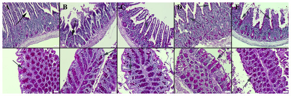 Periodic Acid Schiff staining of ileum (upper row) and colon (below row).