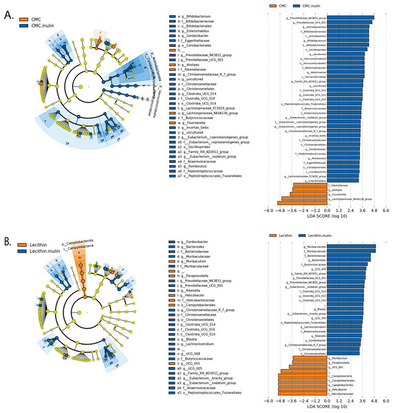 LEfSe analysis indicating the significantly differentiated taxa for CMC and lecithin added inulin group.