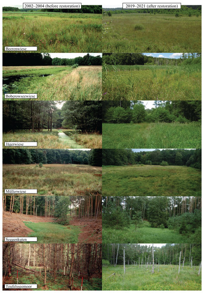 Photo comparison of study sites before and after restoration.