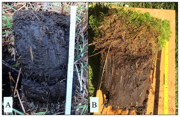 Representative peat monoliths of displacement peat and newly formed peat moss peat.