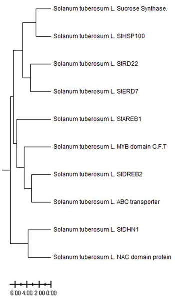 Phylogenetic tree of patato drought-responsive genes.