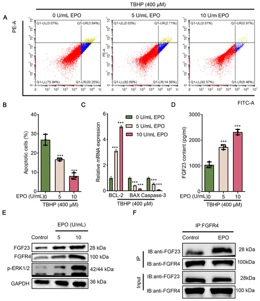 EPO exerts anti-apoptotic effects in TBHP-induced BEAS-2B cells.