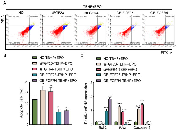 The anti-apoptotic effect of EPO depends on the regulation of FGF23 pathway.