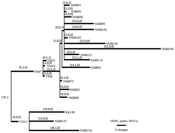 Pedigree tree based on the SNVs, indels, and RNVs among V. alginolyticus mutant strains.