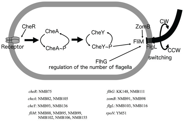 Schematic diagram of the chemoreceptor signaling pathways and regulation of flagellar rotation in a mutant strain with only a polar flagellum.