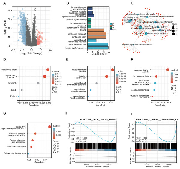 Functional enrichment analysis of KEGG and GO for CDC45 co-expression genes.