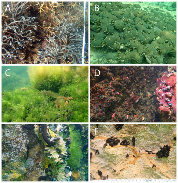 Representative of benthic appearance from (A) Reef with branching Acropora, (B) <31 °C marine lake with massive coral, (C and D) 31–32 °C marine lake, and (E and F) >32 °C marine lake.