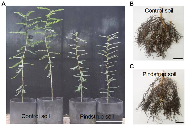 The growth phenotypes of G. sinensis.