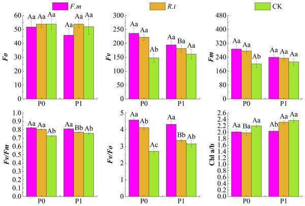 Effects of AMF inoculation on chlorophyll (Chl) photochemical characteristics of Chinese fir leaves under different phosphorus levels.