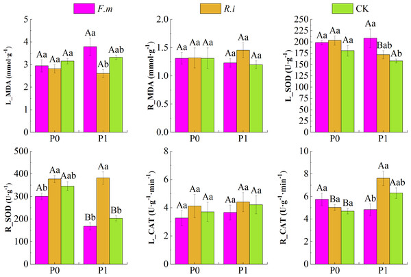 Effects of Arbuscular mycorrhizal fungi (AMF) inoculation on enzyme activities in leaves and roots of Chinese fir under different phosphorus levels.