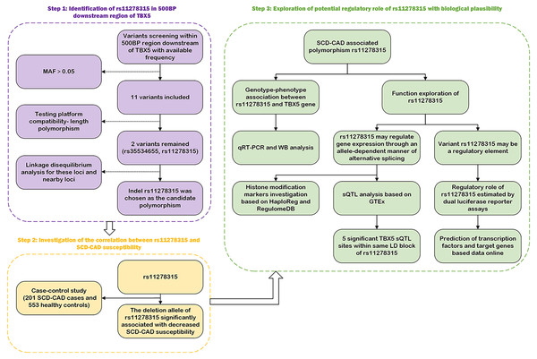 The workflow employed in our current study.