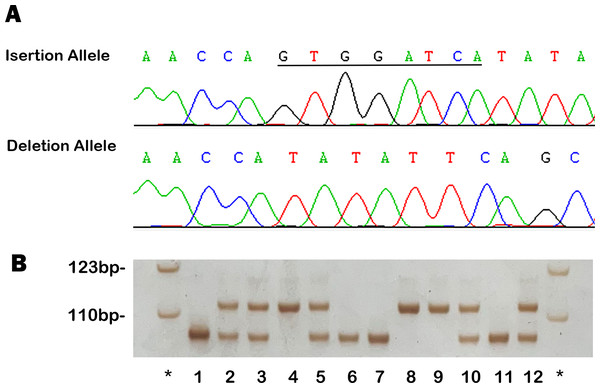 Example output from sequencing and genotyping assays of rs11278315.