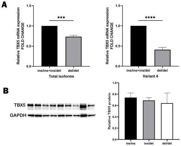 The expression levels of TBX5 in human myocardium tissues with different genotypes.