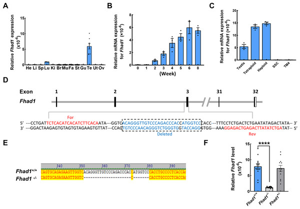 The expression pattern of Fhad1 and knockout.