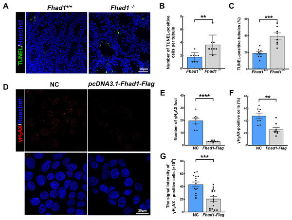 FHAD1 deficiency-induced germ cell apoptosis during the first spermatogenic wave.