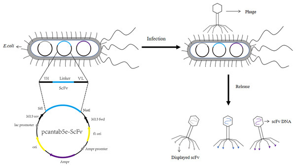 Construction process of phage single chain antibody libraries.