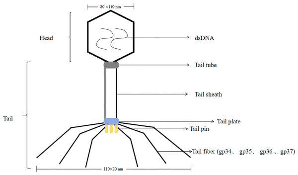 The structure of the T4 phage.