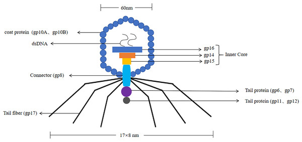 The structure of the T7 phage.