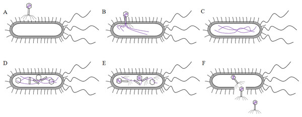 The process of T7 phage infect bacteria.