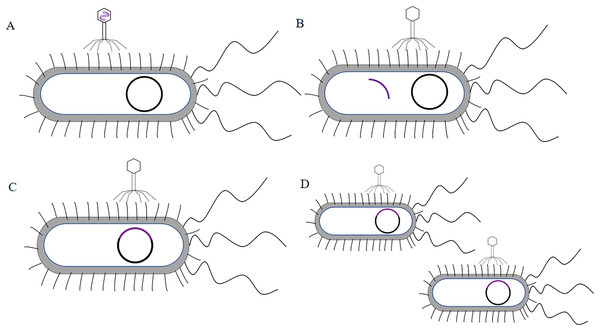 The process of λ phage infect bacteria.