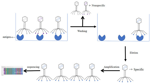 Screening process of phage single chain antibody libraries.