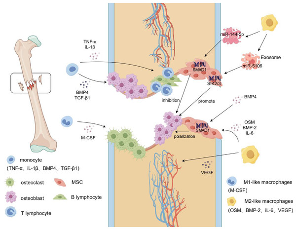 Macrophage mobilization during fracture.