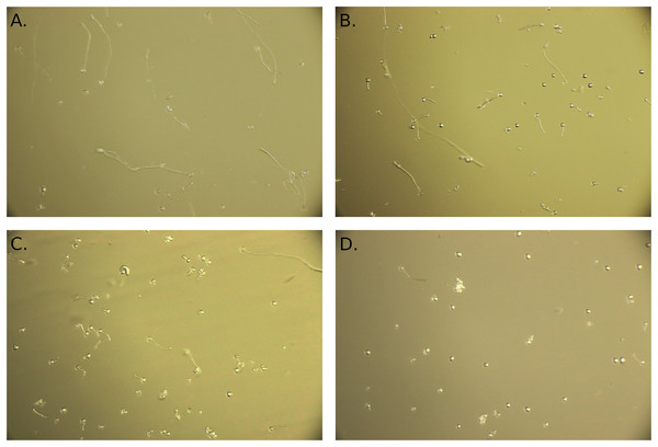 Example of photos of pollen grains.