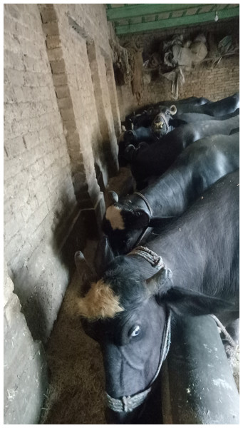 Buffaloes feeding in a traditional buffalo dairy farm in a rural area of Attock-Pakistan.