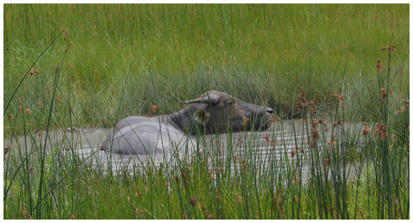 Wallowing feral buffalo during summer in Hong Kong SAR, China.