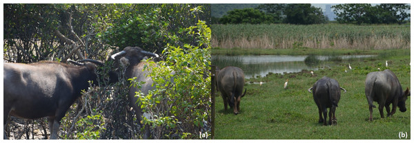 (A) Feral buffaloes browsing and (B) walking in lowland marshlands in Hong Kong SAR, China.