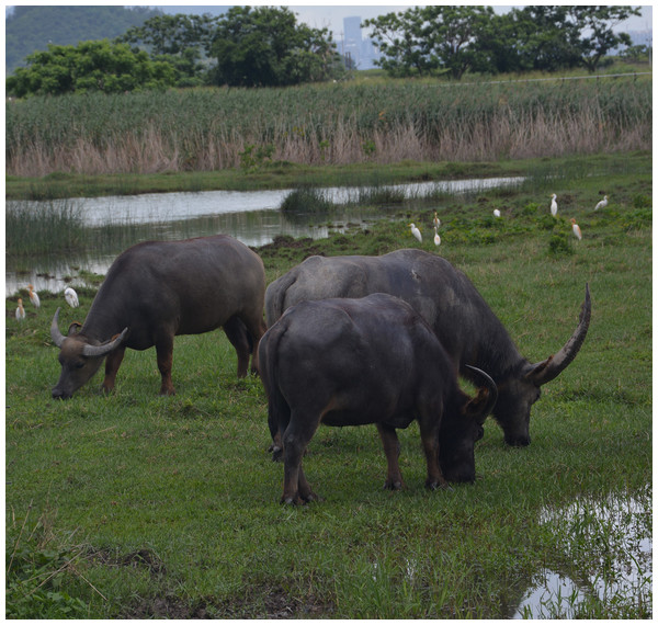 Extensively grazing feral buffaloes in a lowland marshland in Hong Kong SAR, China.