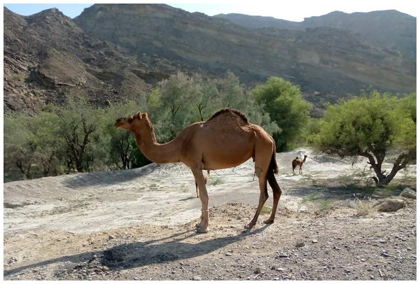 Dromedary camels farmed using an extensive nomadic production system for milk and meat in Balochistan-Pakistan.