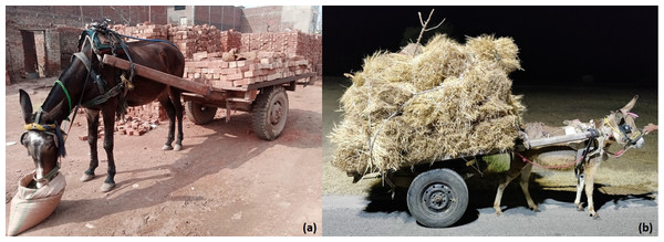 (A) Load-pulling mule at an urban brick kiln production system in Pakistan. (B) Donkey pulling wheat crop in the rural agricultural production system in Pakistan.