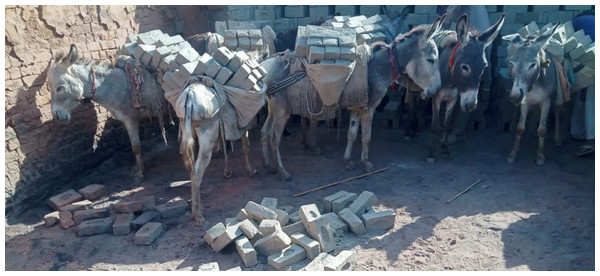 Donkeys carrying bricks in Pakistan.