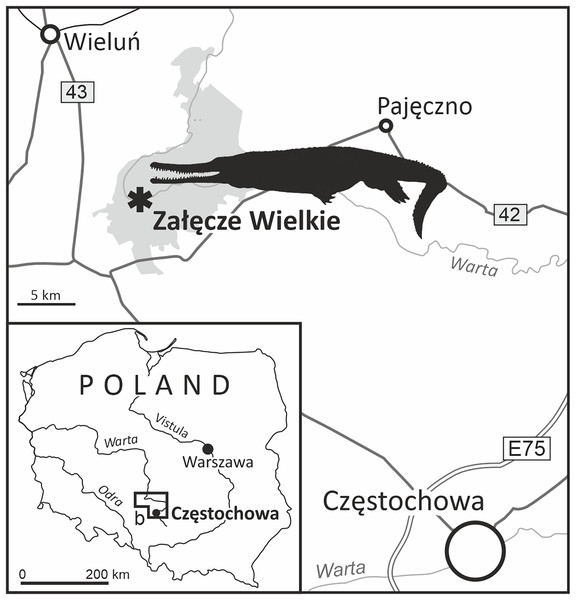 The location of Załęcze Wielkie, the acquisition site of the specimen MZ VIII Vr-72 (tan outline of a machimosaurid based on the paleoart of Stanisław Kugler from Fig. 10).