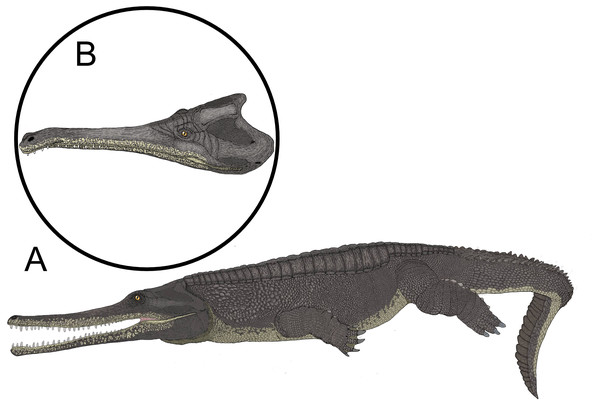 The paleoart depicting the speculative appearance of the MZ VIII Vr-72 species.
