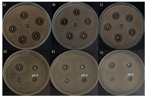 Antimicrobial activity exhibited by L. kunkeei strains (LK_VN01-VN07) on K. oxytoca (A and D), K. varicola (B and E), and S. aureus (C and F).