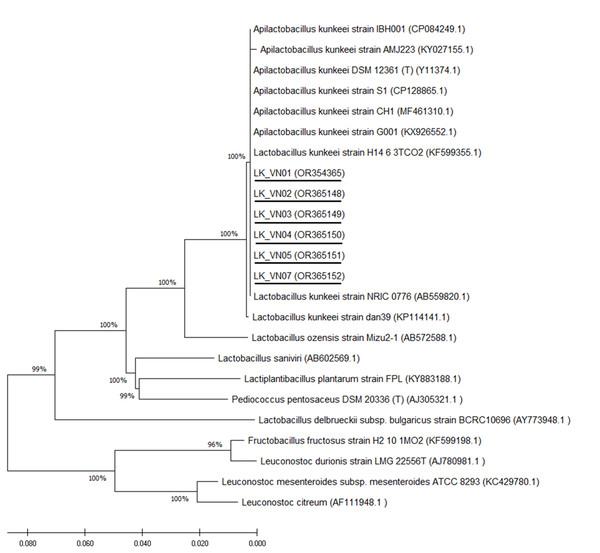 Phylogenetic tree constructed using the NJ method based on the 16S rRNA gene sequences, indicating the relationships of L. kunkeei isolated from Apis cerana honey (LK_VN01-LK_VN05 and LK_VN07) to other LAB.