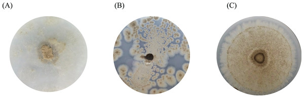 The BHET degradation of fungal isolates on MSM with emulsified BHET agar plates for 1 month.
