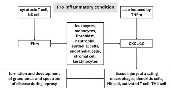 Illustration of role of CXCL-10 on leprosy.